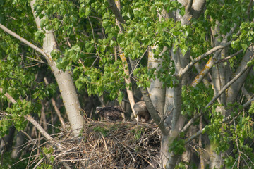White-tailed eagle in the nest with small birds Haliaetus albicilla