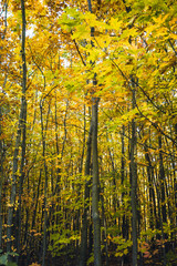 Autumnal forest with colorful leaves - 301861331