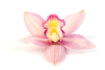 Beautiful pink orchid on white background