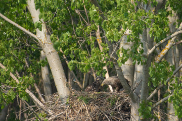 White-tailed eagle in the nest with small birds Haliaetus albicilla