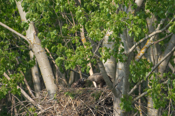 White-tailed eagle in the nest with small birds Haliaetus albicilla