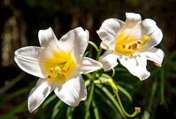 daffodils in garden
