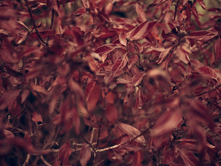Background feuilles rouges