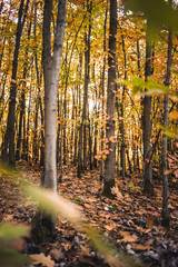 Autumnal forest with colorful leaves - 301861708