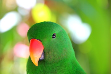 Fototapeta na wymiar Green Parrot
