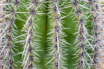Spines of a saguaro cactus