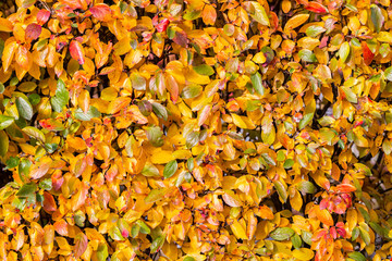 Bright yellow leaves of black chokeberry Aronia melanocarpa. Autumn vivid natural background. Bright hedge of autumn leaves