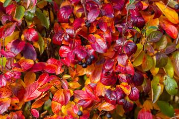 Bright red leaves of black chokeberry Aronia melanocarpa. Autumn vivid natural background. Bright...