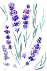 set of lavender flowers, bouquet of lavender flowers on an isolated white background, watercolor illustration, hand drawing © Hanna
