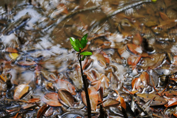 マングローブの若木