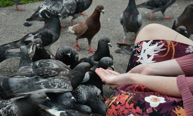 A lady hand feeding pigeons