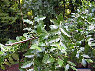 Fototapeta premium Leaves