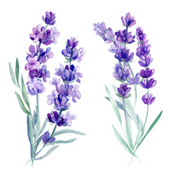 Obraz na płótnie Canvas bouquet lavender flowers on an isolated white background, watercolor illustration, hand drawing
