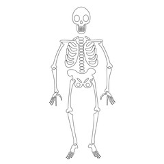 Fototapeta premium skeleton contour vector illustration isolated