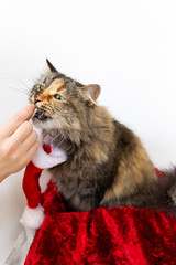 Portrait of eating cat in Santa hat from hands. Feeding lovely pet