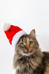 Portrait of fluffy cat in Santa hat. Christmas cat in red new year cap