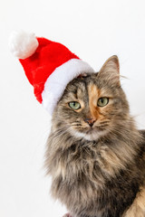Portrait of fluffy cat in Santa hat. Christmas cat in red new year cap