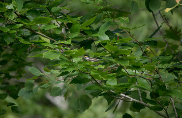 Fototapeta na wymiar Chestnut Sided Warbler
