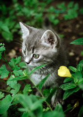 Naklejka na ściany i meble cat in the garden with green leaves