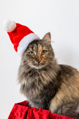 Portrait of fluffy cat in Santa hat. Christmas cat in red new year cap