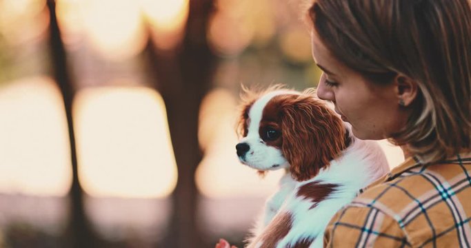 Puppy Cuddling With Owner, Young Woman, Relaxing On The Grass In Park. SLOW MOTION. Cavalier King Charles Spaniel dog enjoying sunny sunset outdoors, hugging with smiling girl. Pet and owner love. 