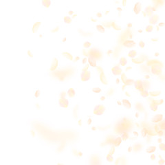 Yellow orange flower petals falling down. Elegant 