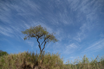 Obraz premium tree and blue sky