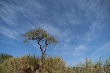 tree and blue sky