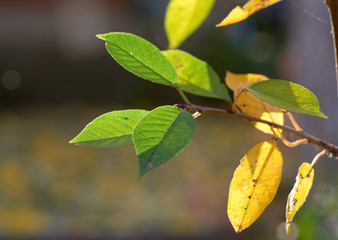 cherry branch with green and yellow leaves