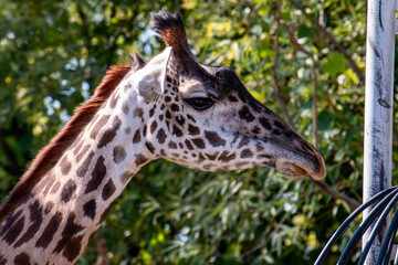 Giraffe head. Giraffe portrait closeup head model