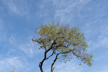 tree and blue sky