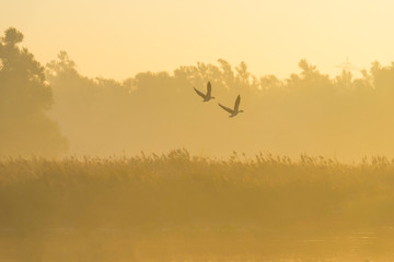 Reed along the edge of a lake in sunlight at sunrise in autumn