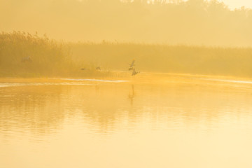 Reed along the edge of a lake in sunlight at sunrise in autumn