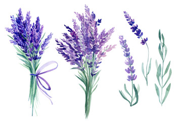 bouquet lavender flowers on an isolated white background, watercolor illustration, hand drawing