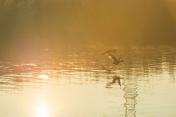 Reed along the edge of a lake in sunlight at sunrise in autumn