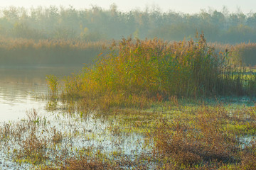Reed along the edge of a lake in sunlight at sunrise in autumn