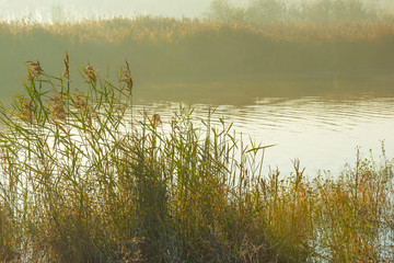 Reed along the edge of a lake in sunlight at sunrise in autumn