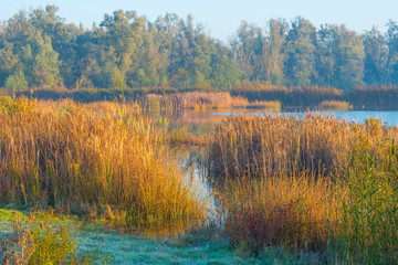 Reed along the edge of a lake in sunlight at sunrise in autumn