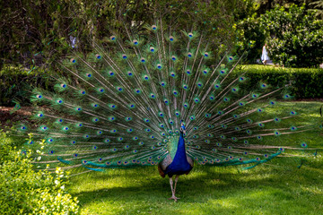 Obraz premium peacock with feathers out