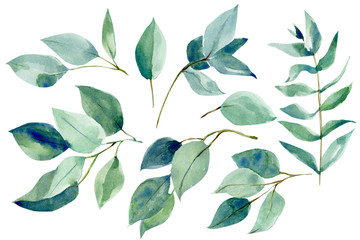 watercolor illustration, set of eucalyptus leaves on an isolated white background, hand drawing