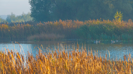 Reed along the edge of a lake in sunlight at sunrise in autumn