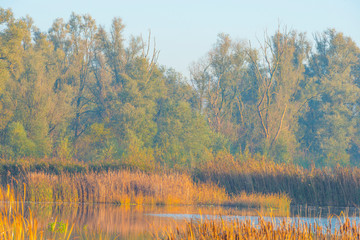 Reed along the edge of a lake in sunlight at sunrise in autumn