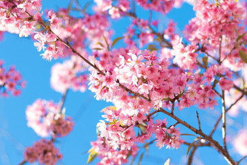 A branch with cherry blossoms in a bluesky