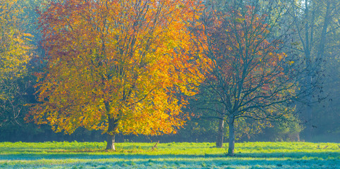 Trees in fall colors in a green grassy field in sunlight in autumn