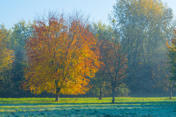 Trees in fall colors in a green grassy field in sunlight in autumn