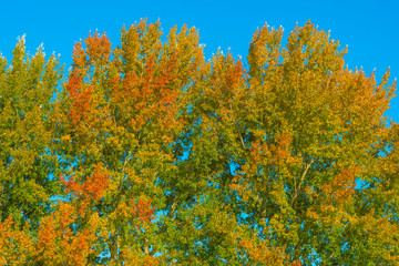 Trees in fall colors in a green grassy field in sunlight in autumn