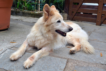 cute old white female shepherd