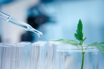 Dropper over test tube dropping sample chemical into sample herbal plaint , biotechnoloy research concept.Natural extracts