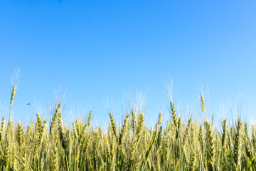 Field of wheat