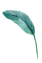 Obraz premium tropical leaves on a white background, palm leaves, watercolor illustration